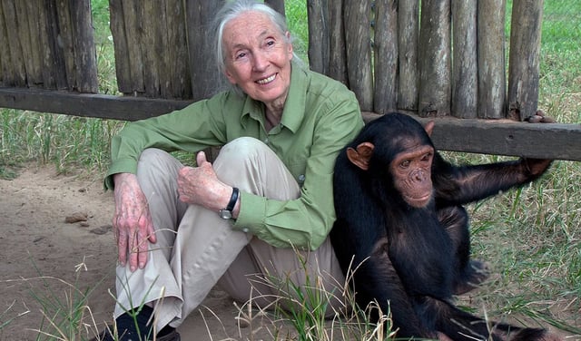 Jane Goodall, la mejor amiga de los chimpancés, y su paso por el Perú: una huella de inspiración y amor por la vida natural