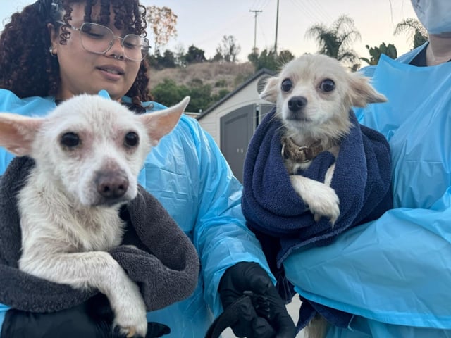 Eleven dogs and two cats were rescued from an abandoned Vista apartment last week by San Diego Humane Society staff. (San Diego Humane Society)