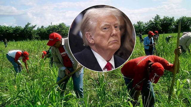 Trabajadores agrícoles ofrecen apoyo a los mexicanos deportados de EU por Donald Trump. | AP