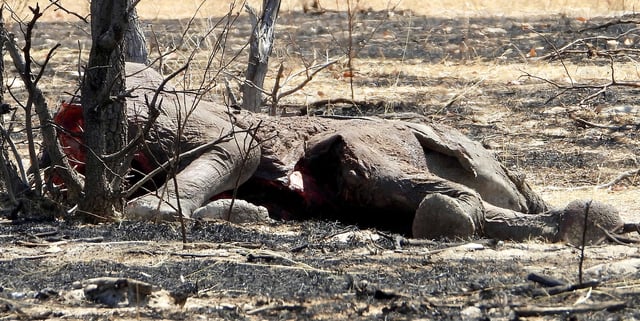 An elephant that appears to have succumbed from wound's sustained during the fire at Etosha National Park. (Photo: Koos Reyneke)