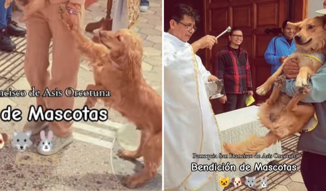 Perrito se resiste a ser rociado con agua bendita en ceremonia masiva de mascotas y redes estallan: "No quiero, mamá"