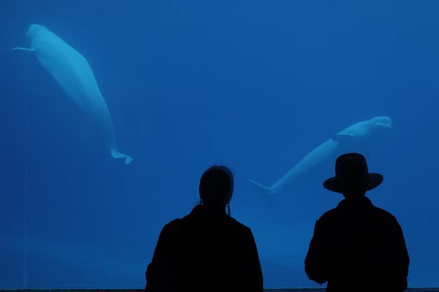 Marineland says it has euthanized a seven-year-old beluga after a long battle with several different medical conditions.Visitors watch as  beluga whales swim in a tank  at Marineland amusement park in Niagara Falls, Ont., Friday, June 9, 2023. 