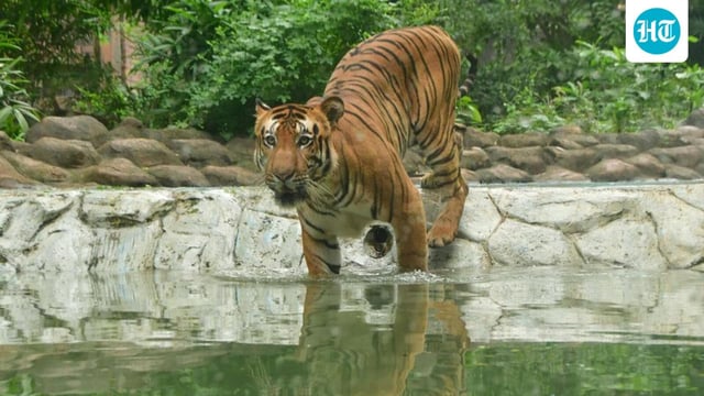 India holds 70% of the wild tiger population — as of 2022, the number of big cats stood at 3,682. (FILE)