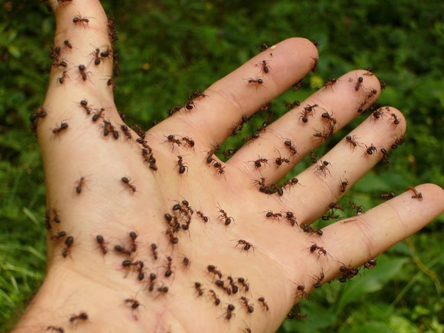 Hormigas en la mano de una persona