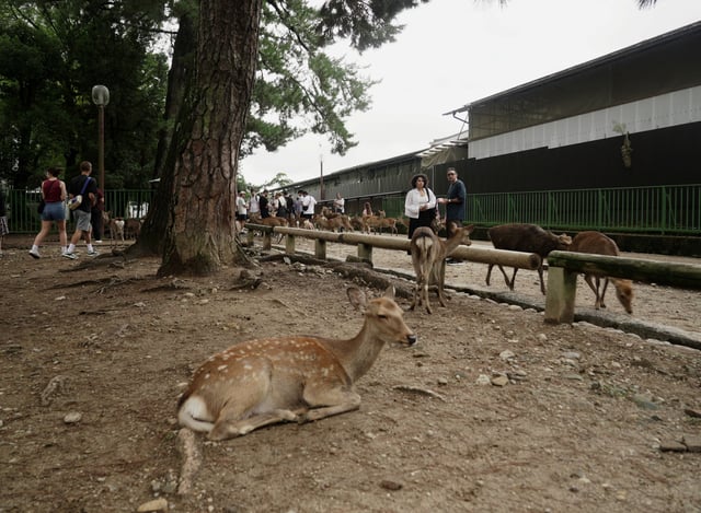 Deers at Nara Park in Nara, Japan, October 6, 2025. REUTERS/Joseph Campbell