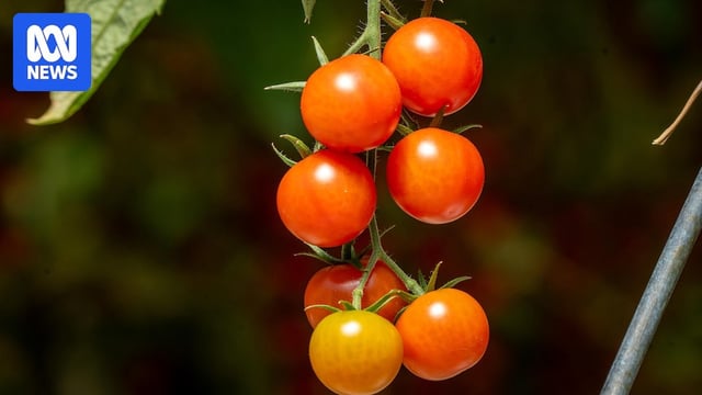 A bunch of healthy looking tomatoes on a vine.