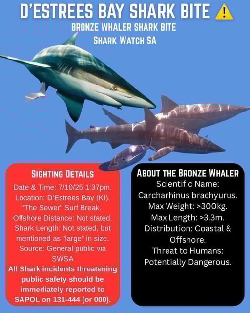 The Shark Watch SA report stated a bronze whaler was chasing a seal around when it bit the surfer. (Shark Watch SA Facebook page)