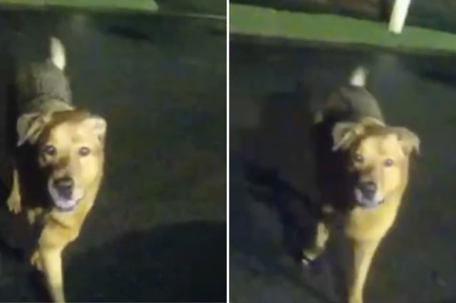 Pictures of Eeyore the dog who helped lead officers to the missing woman.