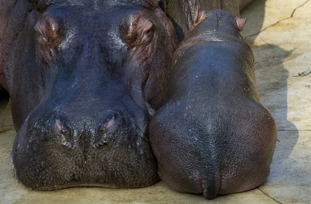 Eine Flusspferddame im Berliner Zoo hat Zwillinge zur Welt gebracht. Eines der Babys starb allerdings direkt nach der Geburt am 28. September, wie der Zoo in der Hauptstadt mitteilte. Das zweite Junge kämpfe sich nun ins Leben, hieß es.