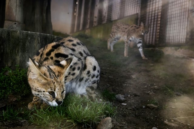 Die Haltung der aus Haus- und Wildkatzen gekreuzten Savannah-Katze ist einer Gerichtsentscheidung zufolge im Stadtzentrum von Kleve in Nordrhein-Westfalen nicht erlaubt. Das entschied Oberverwaltungsgericht in Münster in einem Eilverfahren.