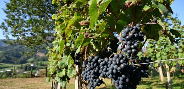 Des vignes à Saint-Etienne-de-Baïgorry, dans les Pyrénées-Atlantiques, le 19 septembre 2025