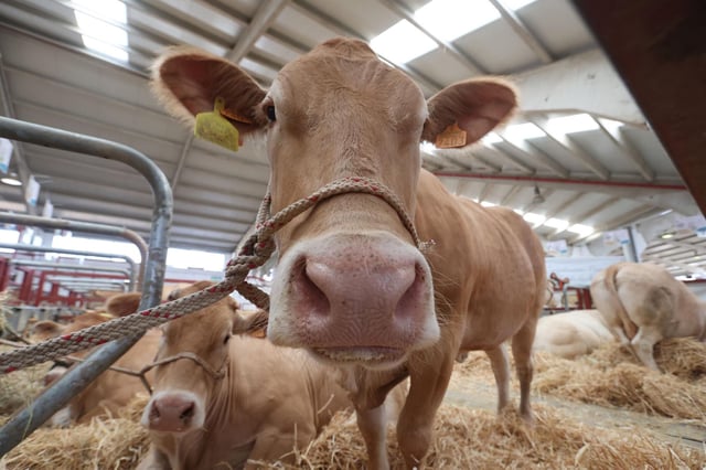 Ejemplares de ganado exhibidos en la feria agropecuaria Salamaq25, en Salamanca, la semana pasada.