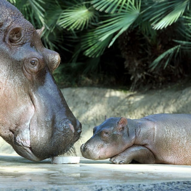 Tragische Zwillingsgeburt bei den Flusspferden im Berliner Zoo