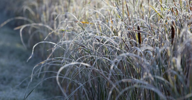 Mahtomedi, MN. 10/2/2003--The first frost of the year left the edges of these reeds and cat tails along County Rd. E with a coating of early morning icing.