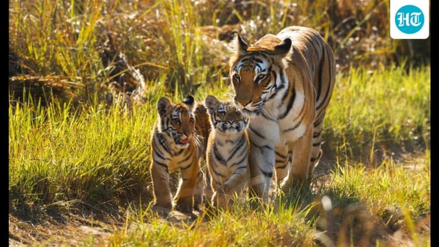 A notable success in the realm of conservation has been the resurgence of iconic species. (Shutterstock)