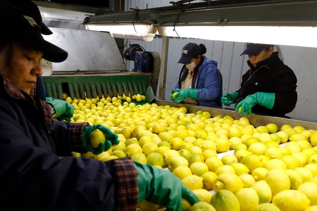 Tras años de precios deprimidos y campos abandonados, la industria citrícola encuentra alivio gracias a la menor oferta global y un dólar más competitivo