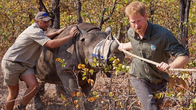 The Duke of Sussex has held senior roles at African Parks since 2017