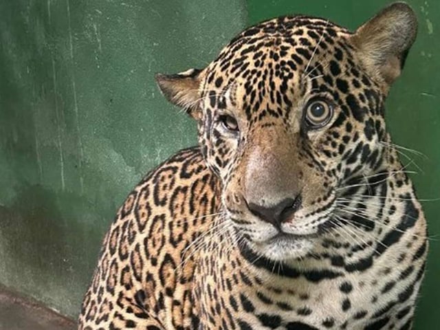 Un jaguar herido de bala fue rescatado en las aguas del río Negro