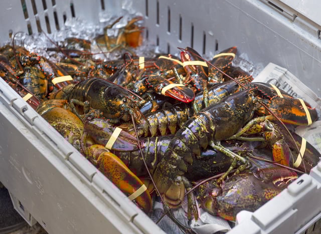 A crate of lobsters is shown in Halifax on Friday, Oct. 16, 2020.