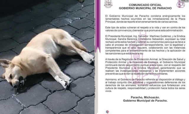 Condena Gobierno de Paracho presunto envenenamiento de perros