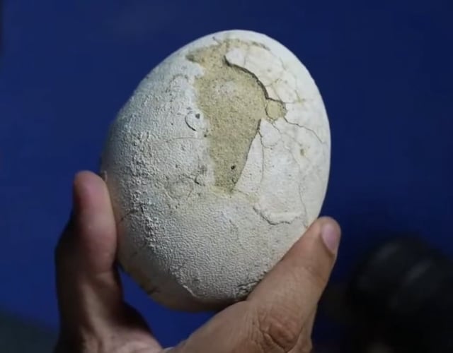 Según indicaron durante la transmisión, se trata de un huevo de un dinosaurio muy parecido al Bonapartenykus ultimus