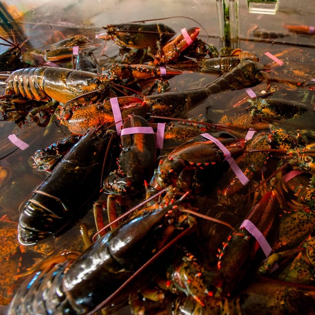 Bolero Shellfish Processing Inc. was fined and banned for 10 years from using the temporary foreign worker program. The company is owned by Montreal-based exporter Sogelco International Inc., whose multiple plants in Atlantic Canada produce lobster, sea cucumber and crabs.