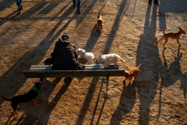 Die Kommunen haben im vergangenen Jahr erneut Rekordeinnahmen durch die Hundesteuer verbucht. Rund 430 Millionen Euro spülte die Abgabe in die Kassen der Städte und Gemeinden - ein Plus von 2,2 Prozent im Vergleich zum Vorjahr.