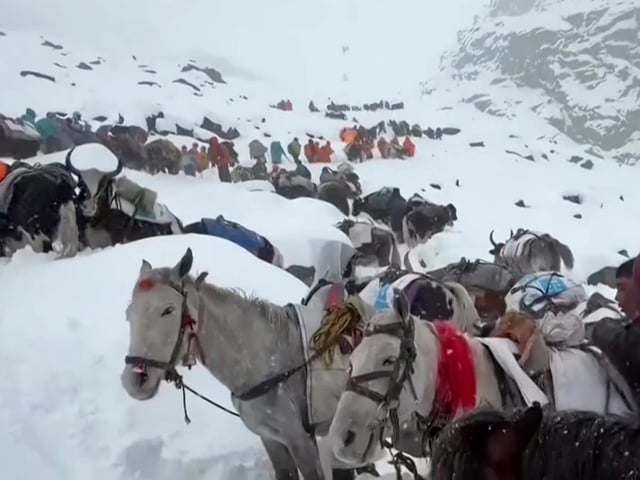 Aldeanos con sus bueyes y caballos ascienden la montaña durante las labores de rescate. Foto: Lingsuiye vía AP