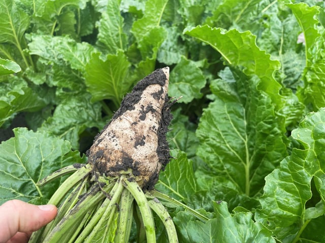 Sugar beet plants grow in Euclid, Minnesota, U.S., July 24, 2025. REUTERS/Karl Plume/File Photo