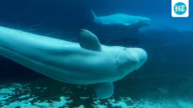 Beluga whales swim in a tank at Marineland amusement park in Niagara Falls, Ontario, Canada, June 9, 2023. (Chris Young/The Canadian Press via AP)