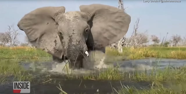 Wild Footage as Elephant Charges at Tourists in Flimsy Canoe