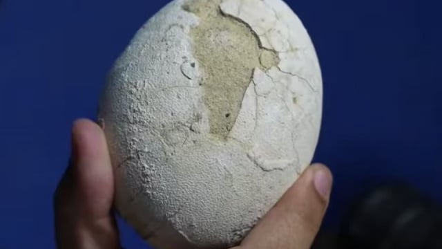 Científicos del Conicet hallaron un huevo de dinosaurio carnívoro en gran estado de preservación