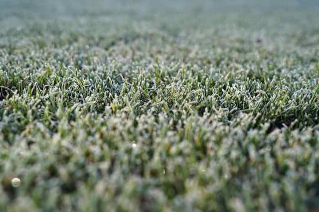 Gross on grass.