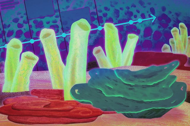 Caption:Some of the first animals on Earth were likely ancestors of the modern sea sponge, according to MIT geochemists who unearthed new evidence in very old rocks. Credits: Jose-Luis Olivares, MIT