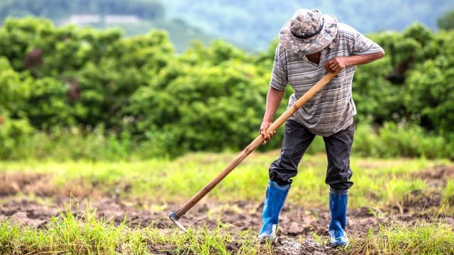 El Día del trabajador rural recuerda la sanción del primer Estatuto de Peones de Campo en 1944. 