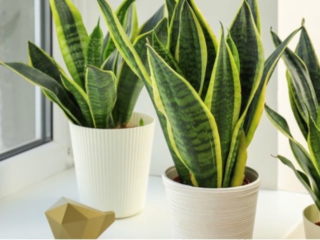 La lengua de suegra también es conocida como sansevieria, espada de San Jorge o lengua de tigre.