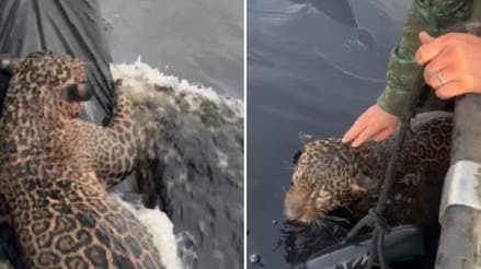 Los agentes improvisaron un dispositivo que permitió que el animal se mantuviera a flote y pueda ser trasladado a una clínica veterinaria.