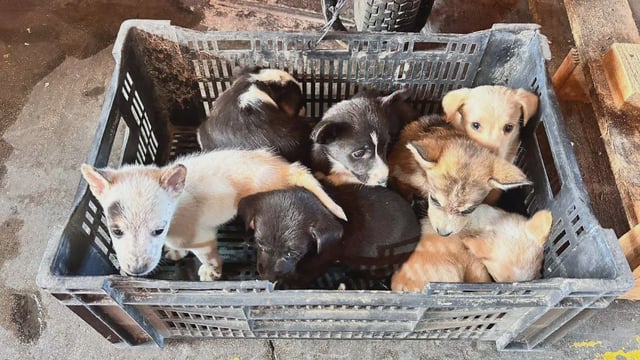 Control Animal Municipal (CAM) se hizo cargo de nueve de los canes para garantizar su bienestar y buscarles un hogar permanente