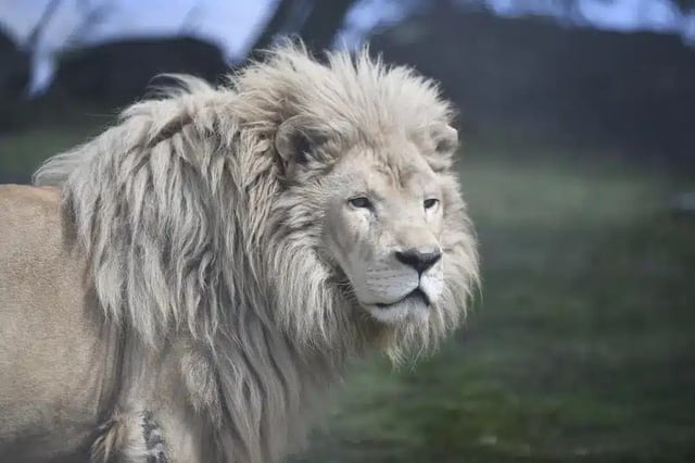 Photo courtesy of Lions Tigers & Bears.