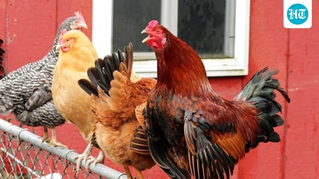 New York residents in shock after decapitated birds found in gruesome discovery (Unsplash - representational image)