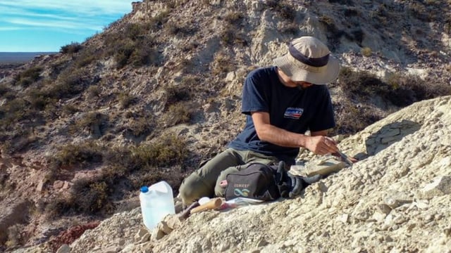 
         El equipo del CONICET intentará recuperar los restos faltantes para reconstruir la especie Bonapartenykus ultimus, un dinosaurio argentino inédito.