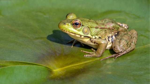 Folk Remedy Goes Wrong: Elderly Woman In China Swallows 8 Live Frogs To Cure Back Pain - What Happened Next?
