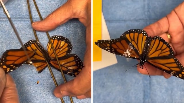 Injured Monarch Butterfly Gets 'Wing Transplant' By New York Rescuers, Viral Video Stuns Netizens