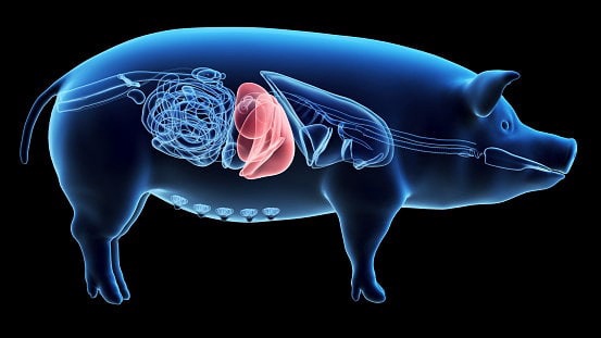Erstmals hat eine genetisch veränderte Schweine-Leber ganze 38 Tage lang im Körper eine...