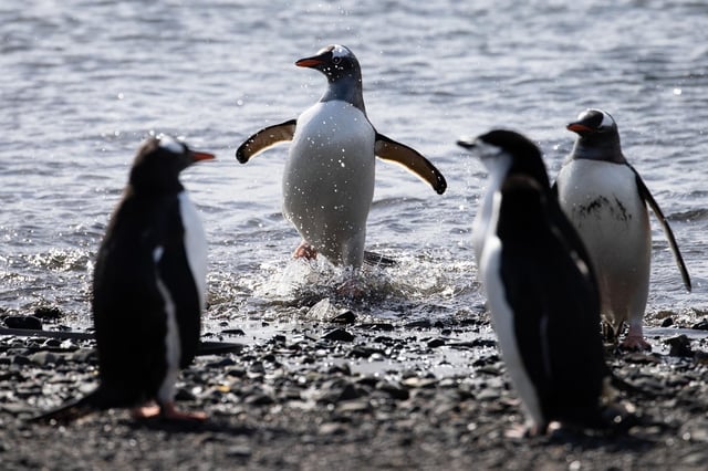 Pingüinos Papua en la Isla Rey Jorge, la mayor de las Islas Shetland del Sur, y punto de entrada hacia la Antártida