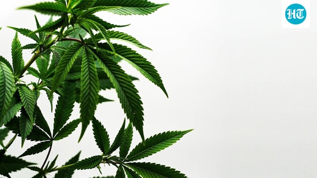 Ohio Governor Mike Dewine’s New order bans the sale of all THC gummies and drinks in the state. Here’s what’s still legal.