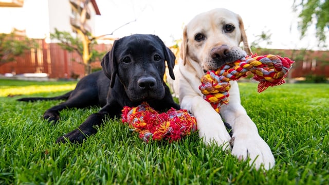 A pair of labrador retriever dogs chew a rope toy in the garden