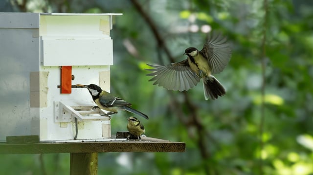 A juvenile great tit solves a foraging puzzle by pushing a sliding door to the left while being observed by two other young birds.