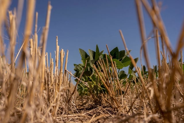 A soybean plant at a farm in Rosario, Argentina, on Wednesday, Jan. 15, 2025. A La Nina weather pattern that wreaked havoc on Argentinas farms just two years ago was expected to be kinder this time around, but as the growing season gets under way, a long bout of dry weather is emerging again. Photographer: Sebastian Lopez Brach/Bloomberg