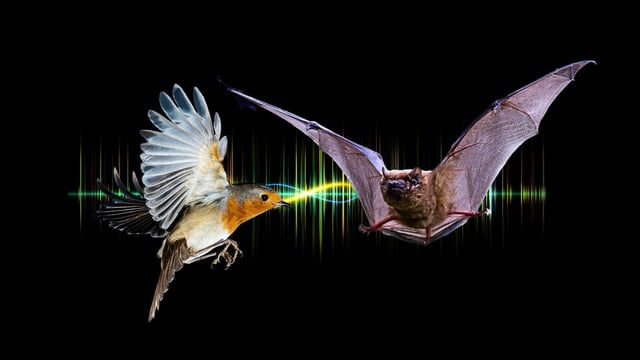 Greater noctule bats were found to pursue their prey in steep dives similar to fighter aircraft in dogfights